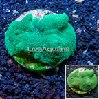 Rhodactis Mushrooms Indonesia (click for more detail)