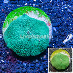 Rhodactis Mushrooms Indonesia (click for more detail)