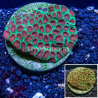 Favia Brain Coral Indonesia (click for more detail)