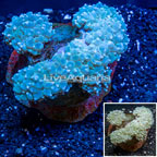 Pearl Bubble Coral Indonesia (click for more detail)