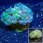 Bubble Coral Indonesia (click for more detail)