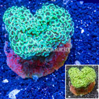 Hammer Coral Indonesia (click for more detail)