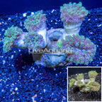 Frogspawn Coral Indonesia (click for more detail)