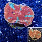 Ultra Chalice Coral Indonesia (click for more detail)