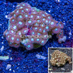 Zoanthus Coral Indonesia (click for more detail)