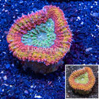 Lobed Brain Coral Indonesia (click for more detail)