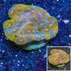 Ultra Chalice Coral Indonesia (click for more detail)