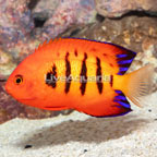 Flame Angelfish (click for more detail)