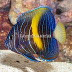 Maculosus Angelfish (click for more detail)