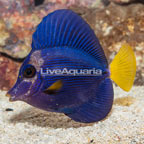 Purple Tang [Blemish] (click for more detail)