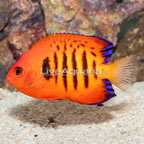 Flame Angelfish (click for more detail)