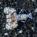 Harlequin Shrimp, Female (click for more detail)