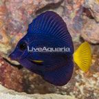 Purple Tang [Blemish] (click for more detail)