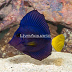Purple Tang [Blemish] (click for more detail)