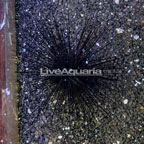 Black Longspine Urchin (click for more detail)