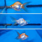 Gold Ryukin Goldfish, Trio (click for more detail)
