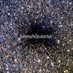 Black Longspine Urchin (click for more detail)