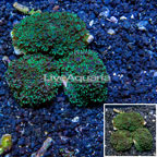 LiveAquaria® Three Pack Cultured Sympodium Coral (click for more detail)
