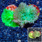 LiveAquaria® Two Pack Cultured Green Cabbage Leather Coral (click for more detail)