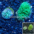 LiveAquaria® Two Pack Cultured Hydnophora Coral (click for more detail)