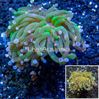 LiveAquaria® Cultured Torch Coral (click for more detail)