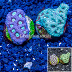 LiveAquaria® Two Pack Cultured War Coral (click for more detail)