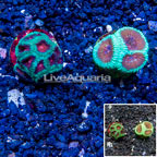 LiveAquaria® Two Pack Cultured Favia Coral (click for more detail)