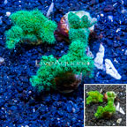 LiveAquaria® Three Pack Cultured Pocillopora Coral (click for more detail)
