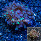 LiveAquaria® Cultured Hammer Coral (click for more detail)