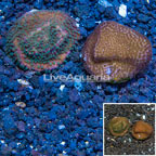 LiveAquaria® Two Pack Cultured Montipora Coral (click for more detail)