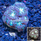 LiveAquaria® Cultured Blastomussa Coral (click for more detail)