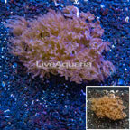 LiveAquaria® Two Pack Cultured Anthelia Coral (click for more detail)