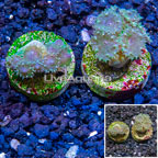LiveAquaria® Two Pack Cultured Turbinaria Coral (click for more detail)