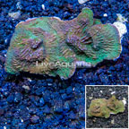 LiveAquaria® XL Cultured Montipora Coral (click for more detail)