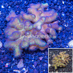 LiveAquaria® Cultured Stylophora Coral (click for more detail)