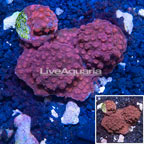 LiveAquaria® XL Cultured Cyphastrea Frag (click for more detail)