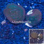 LiveAquaria® Two Pack Cultured Montipora Coral (click for more detail)