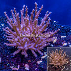 Tree Coral Indonesia (click for more detail)