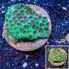 Favia Coral Indonesia (click for more detail)