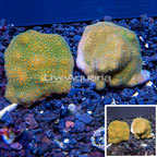 LiveAquaria® Two Pack Cultured Montipora Coral (click for more detail)