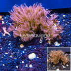 LiveAquaria® Two Pack Cultured Anthelia Coral (click for more detail)