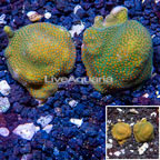 LiveAquaria® Two Pack Cultured Montipora Coral (click for more detail)