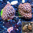LiveAquaria® Two Pack Cultured Cyphastrea Frag (click for more detail)