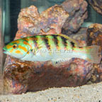 Hardwicke Wrasse (click for more detail)