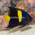 Asfur Angelfish (click for more detail)