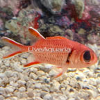 Big Eye Black Bar Soldierfish (click for more detail)