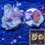 Two Pack Actinodiscus and Zoanthus Coral Indonesia (click for more detail)