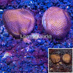 LiveAquaria® Two Pack Cultured Montipora Coral (click for more detail)