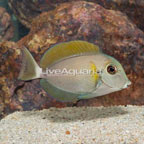 Epaulette Surgeonfish (click for more detail)