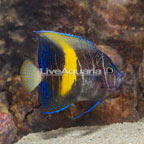 Maculosus Angelfish (click for more detail)
